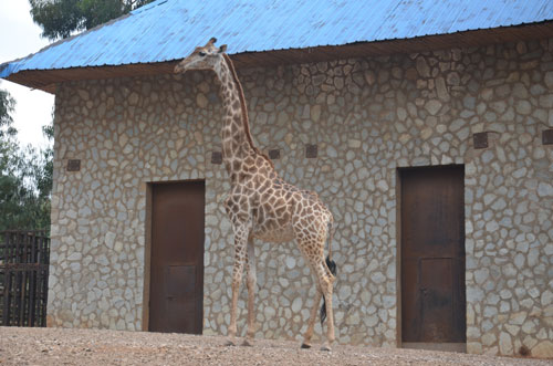 全國首次引進最大規模長頸鹿群 月底將落腳云南野生動物園