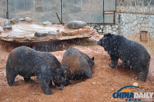 云南野生動物園動物應對下雪天各有妙招