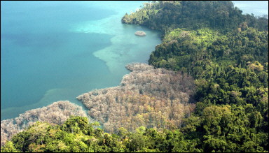 Coastal vegetation that died in India's Andaman and Nicobar islands during the tsunami disaster. The number of deaths in the catastrophe stands at 273,000 after Indonesia lowered its number of missing.(AFP Files/Deshakalyan Chowdhury) 