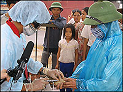 In a vaccination station set up in a parking lot in Ha Tay Province, veterinary technician Luong Van Tien inoculates a baby chick. Vietnamese officials are trying to vaccinate all chickens and ducks against H5N1 bird flu by the end of this year. [NPR]