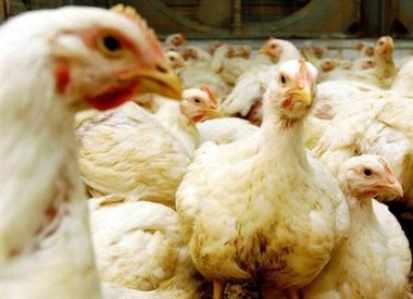 Chickens are seen at poultry farm near the northwest Turkish town of Corlu, 100 km (62 miles) west of Istanbul, October 17, 2005.