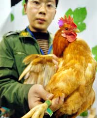 HK to resume live chicken imports next week