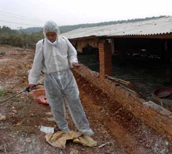 Cat deaths not related with bird flu in NE China