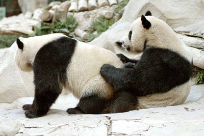 Pandas mate for the first time at zoo in Thailand