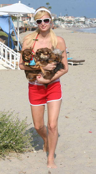 Paris Hilton and her puppies