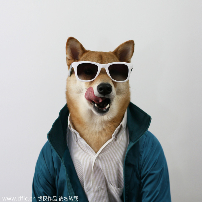 Trend watch: Stylish Dog goes viral