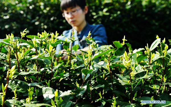 Tea picking in Hangzhou