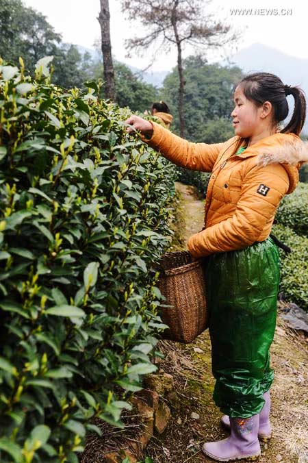 Tea garden in Hangzhou