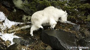 一名美國登山者公園內遭野生白山羊襲擊喪生