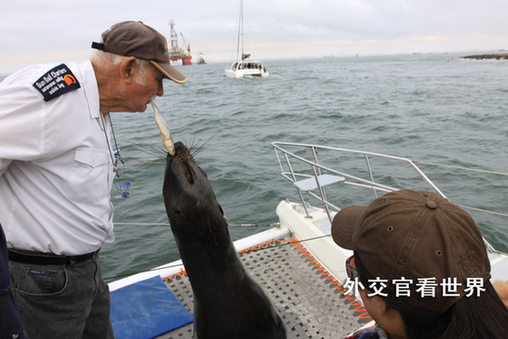 喂食海豹