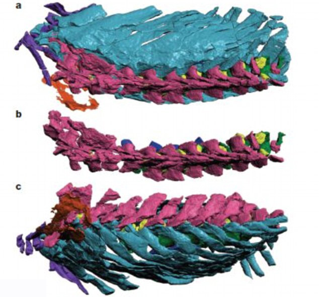 3D圖像揭秘古老脊椎動物骨架結構 或顛覆傳統理論