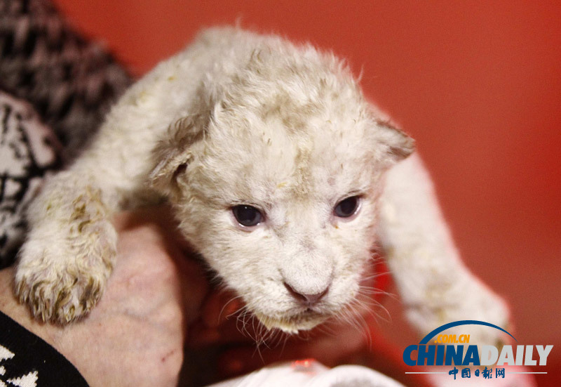 珍稀白獅寶寶亮相第比利斯動物園 憨態(tài)可掬惹人愛