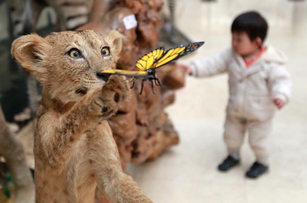 Chinese Animal Specimens Competition