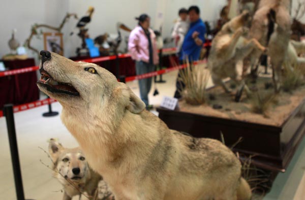 Chinese Animal Specimens Competition