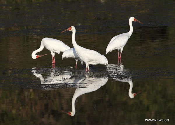 White cranes in Sikou township of Wuyuan county