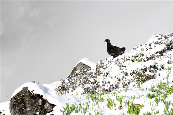 Bird preservationist on a mission