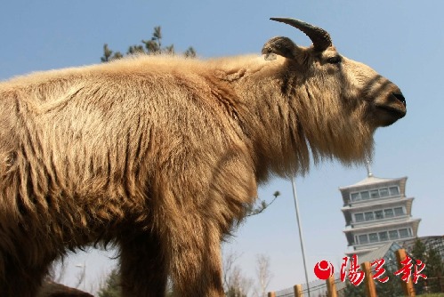 Rare animals arrive in Xi'an