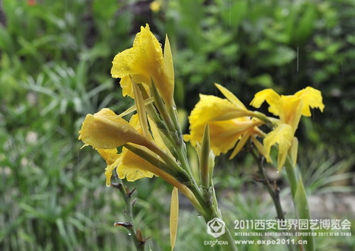 The romantic Xi'an Expo Park in the rain