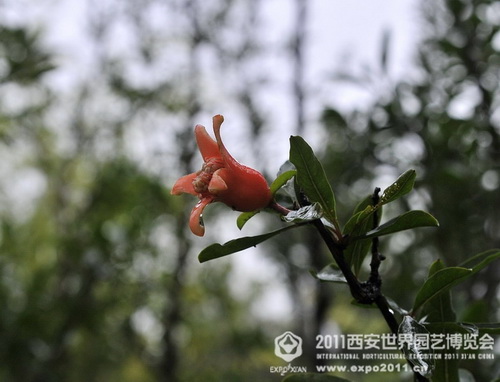 The romantic Xi'an Expo Park in the rain