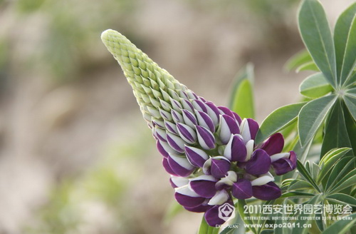 Beautiful sight of nature in Xi'an Expo Park