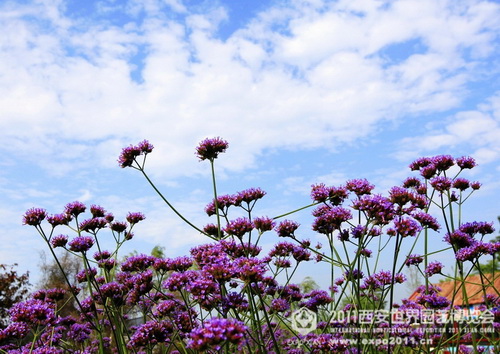 Beautiful sight of nature in Xi'an Expo Park