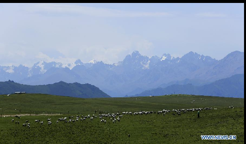 Summer scenery of grassland in Qilian Mountains attracts tourists