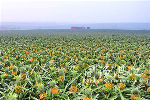 China's first-ever pineapple festival set to open in Guangdong