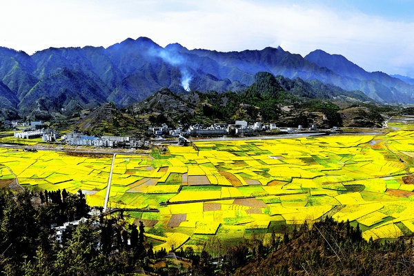 Guizhou's petal power gears up in spring