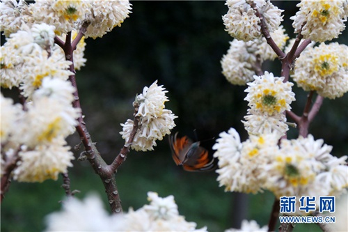 Warm spring hugs Guizhou