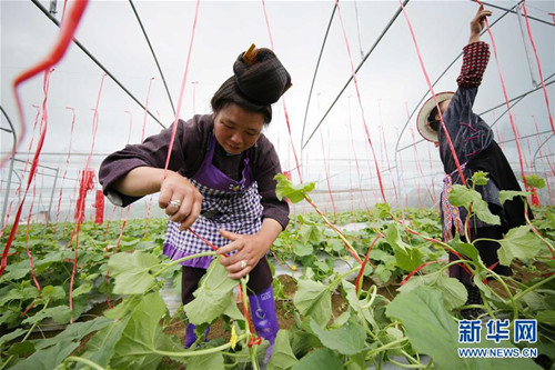 Hami melons raise Miao village incomes