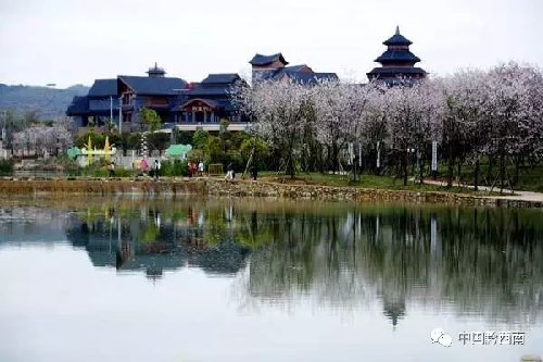 Cherry trees in Lutun burst in full bloom