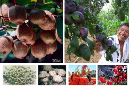 Agriculture in Nanyang