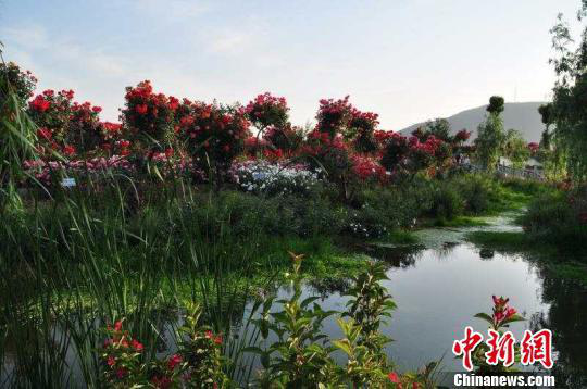 2019 Intercontinental World Rose Exhibition attracts 29.7 billion yuan