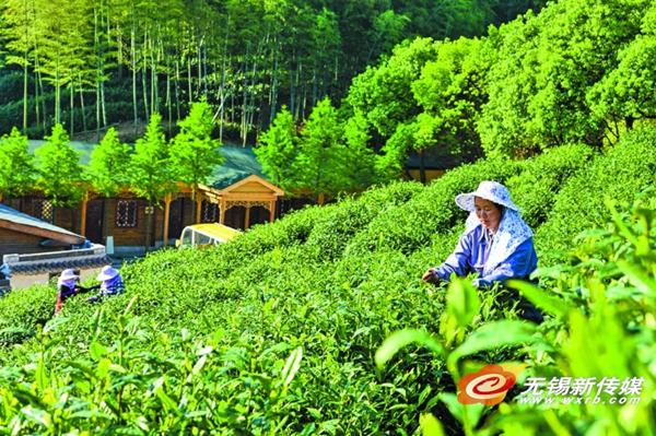 Top of the crops: summer brings peak in fruit and tea picking