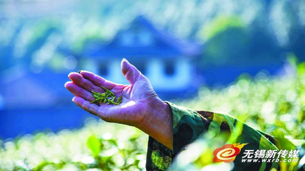 Top of the crops: summer brings peak in fruit and tea picking