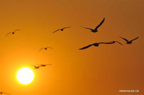 Gulls seen on seashore in Rizhao City, Shandong