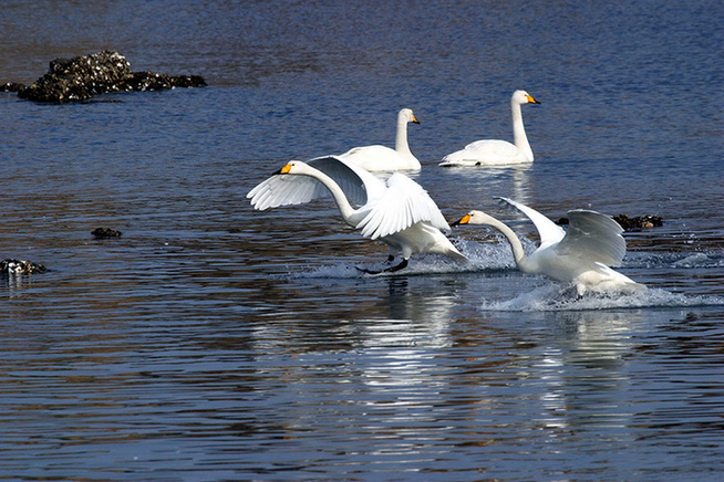 Whooper swans set a lively scene in Shandong