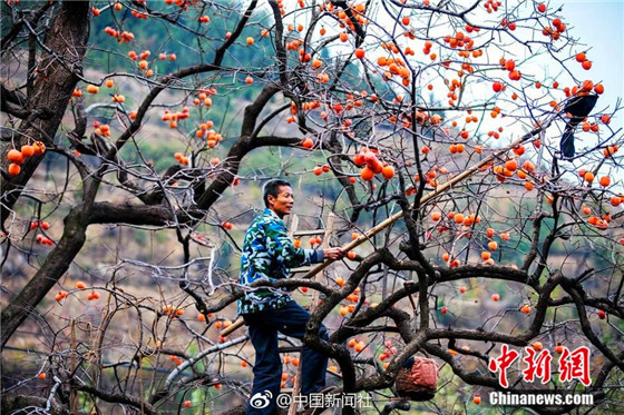 Farmers make dried persimmons in Shandong