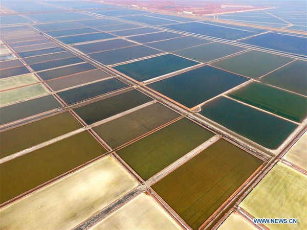 Saltworks enter harvest season in Shandong