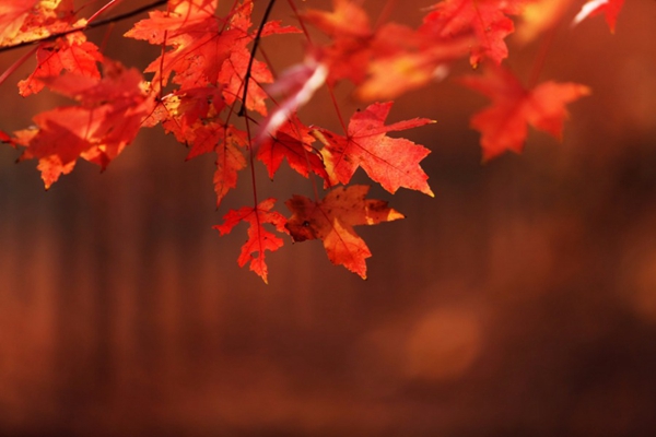 Maple forest scenery in East China's Shandong