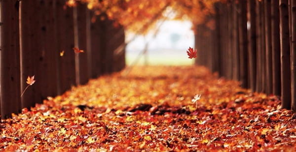 Maple forest scenery in East China's Shandong