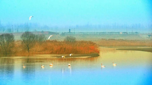 Gracious swans add beauty to Jinan