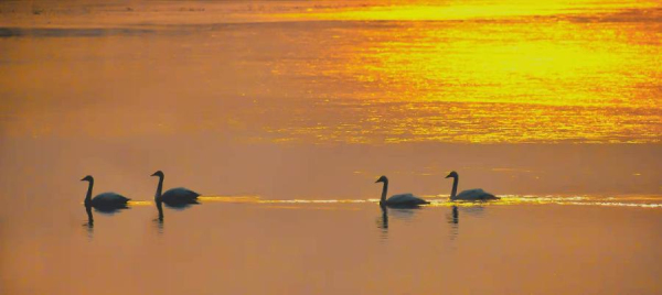 Gracious swans add beauty to Jinan