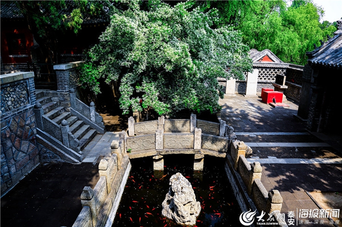 Chionanthus retusus flowers add charm to Mount Tai