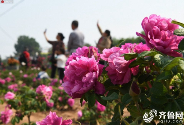 Pingyin roses ready for visitors