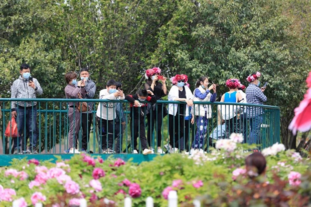 Peony blossom painting in Heze