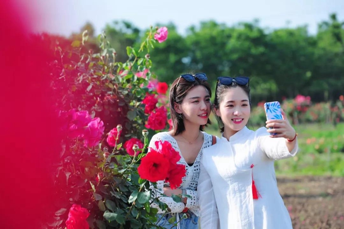 Admiring blooming Chinese roses in Taierzhuang ancient town