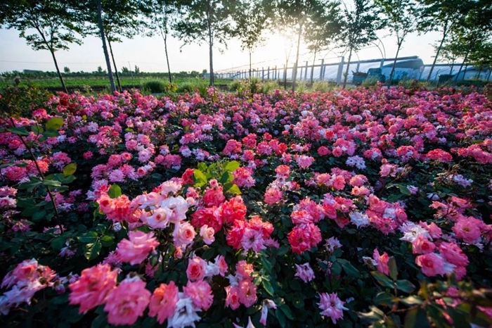 Admiring blooming Chinese roses in Taierzhuang ancient town