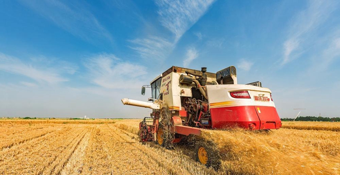 Wheat harvest kicks off in Dongying