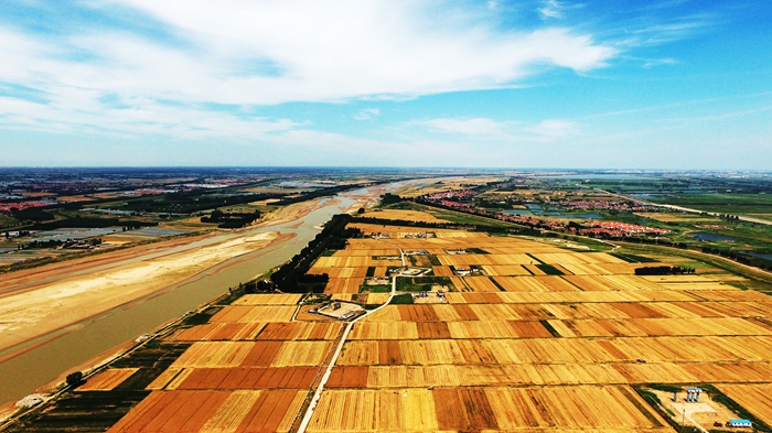 Wheat harvest kicks off in Dongying